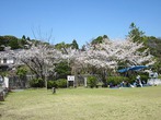 ひまわりデイサービス　お花見 (4月24日)