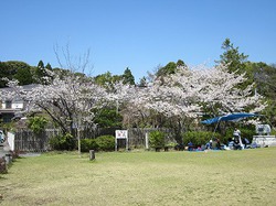 g_ohanami01.jpg